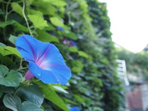 グリーンカーテンの花