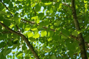 leaves-141582_640