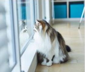 窓の外を見る猫